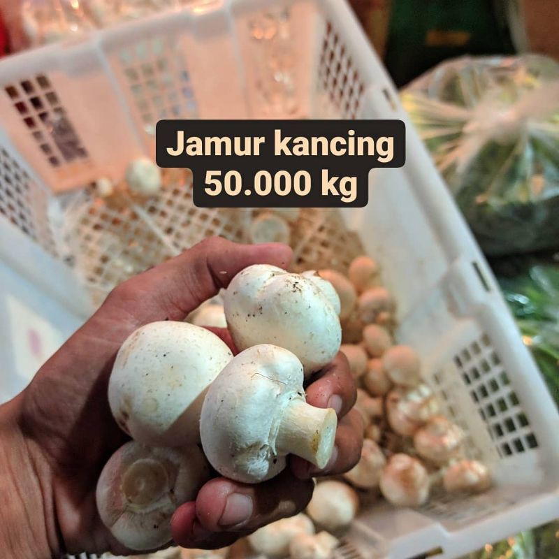 

Jamur kancing