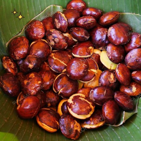 

Da202X6 Jengkol Segar Murah Bandung Xa20X1