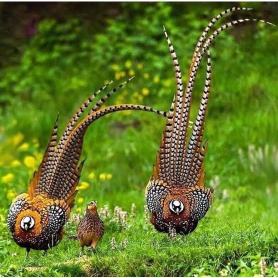 

TELUR AYAM HIAS RINGNECK PHEASANT JENIS REEVES FERTIL ASLI UNTUK DITETASKAN