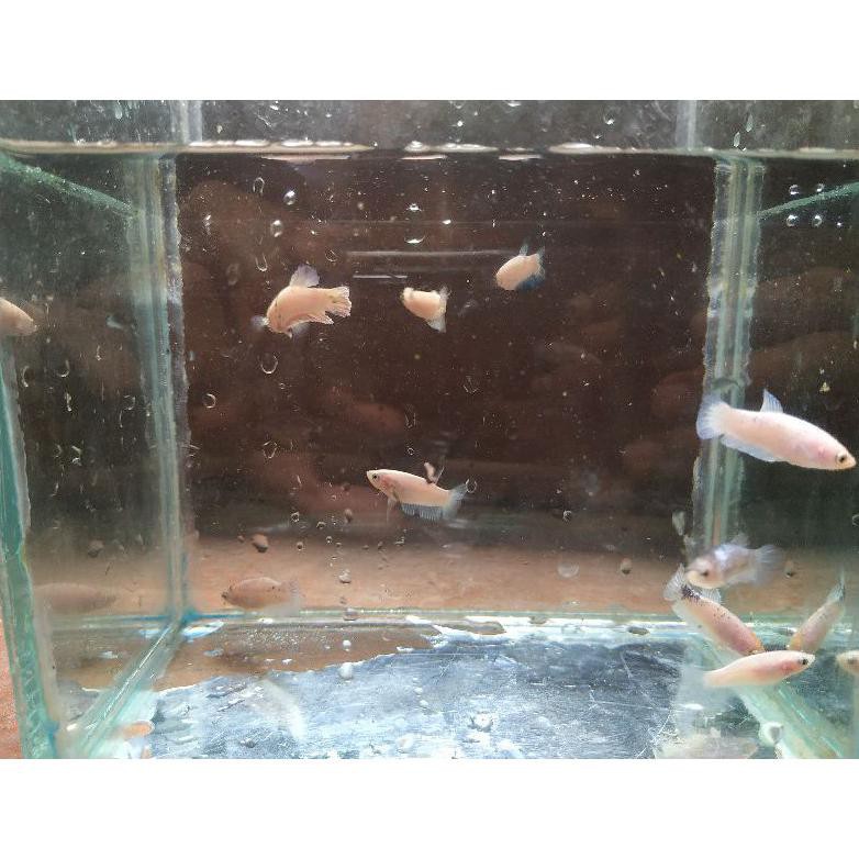 Terbaru Ikan Cupang Cupang Hias Bluerim Bahanan Blue Rim