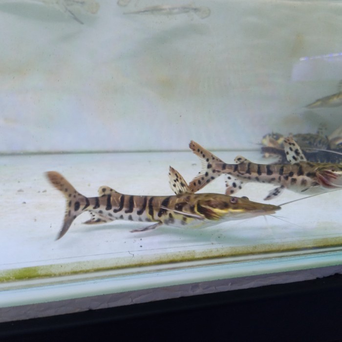 ikan tsn cattfish
