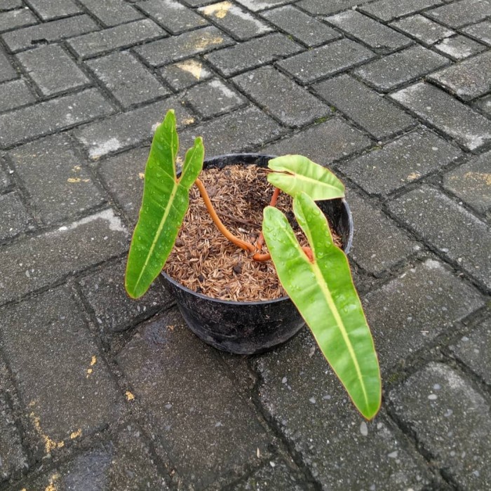 tanaman hias philodendron kabel busi orange