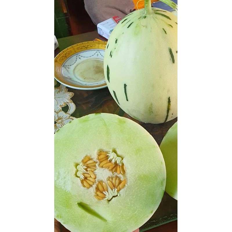 BENIH MELON F1 DALMATIAN/MELON HONEY DEW/ MELON HIDROPONIK/OPEN FIELD