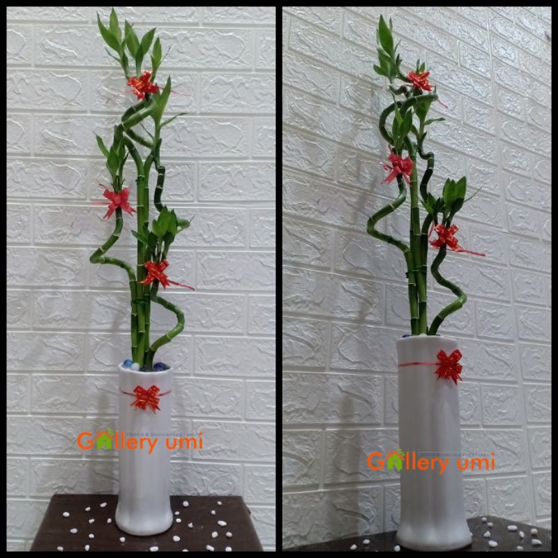 PAKET BAMBU HOKI LILIT SPIRAL