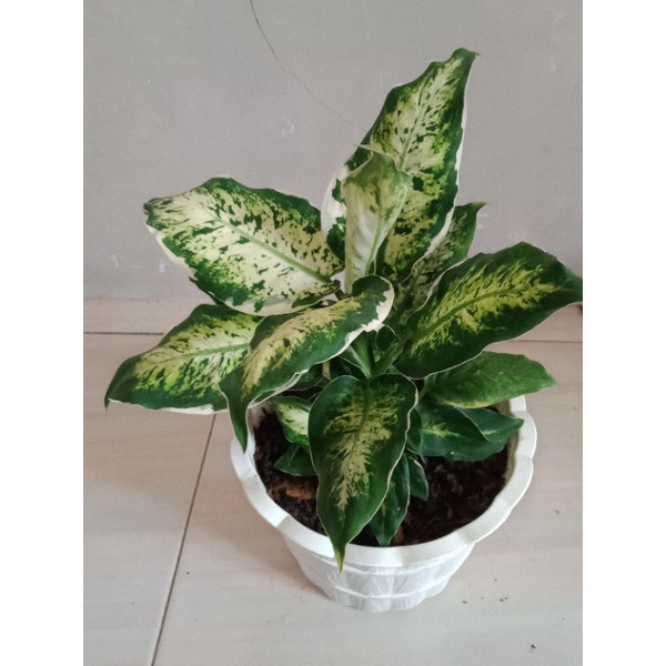 diven banfchia sparkle, lukisan cinta