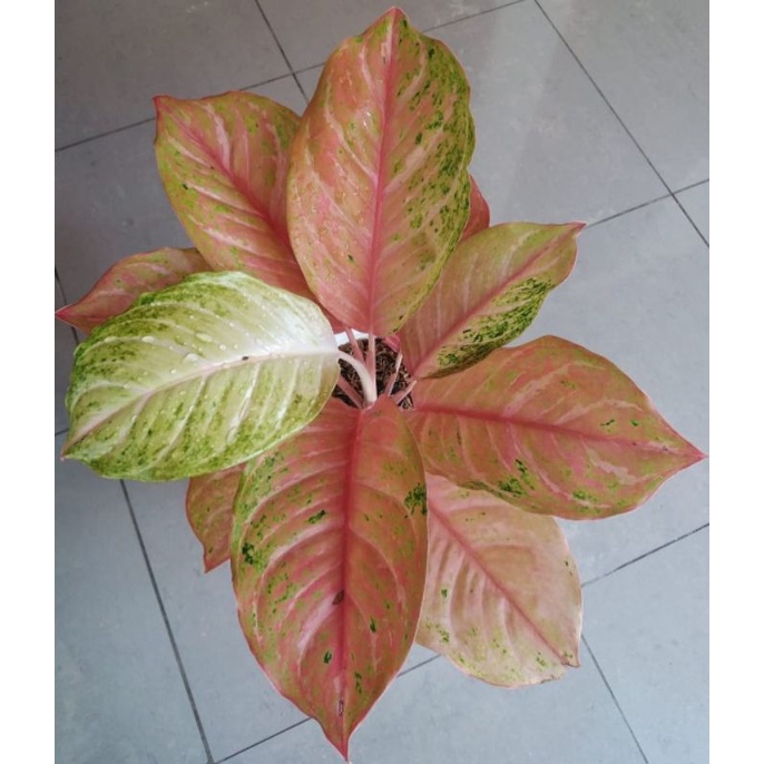 Bibit Bonggol Aglonema Bidadari Mutasi Cantik
