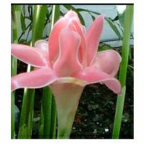 

Bunga honje kecomrang hijau / bunga kuncup honje segar