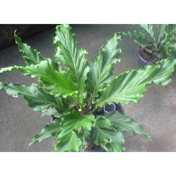 TANAMAN HIAS ANTORIUM GELOMBANG CINTA / POHON HIAS ANTORIUM GELOMBANG CINTA/ANTORIUM GELOMBANG CINTA