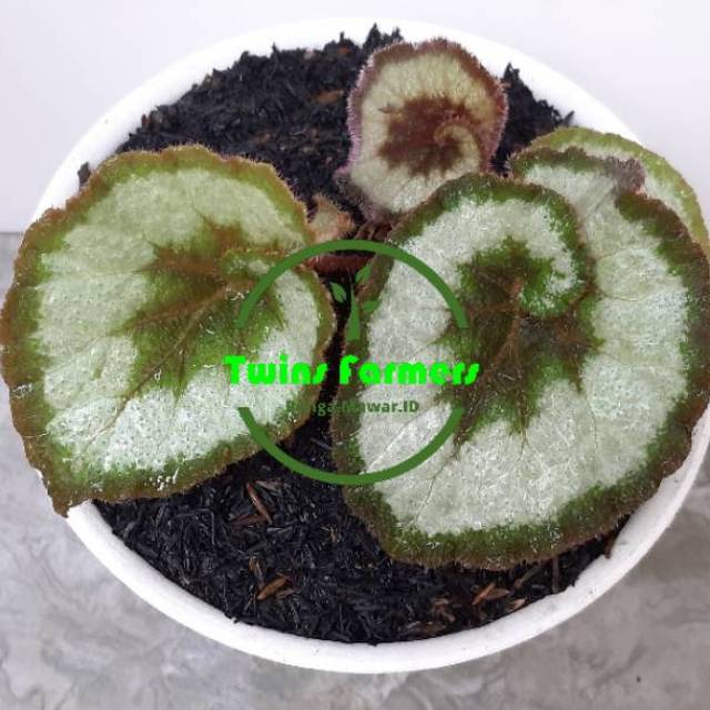 Tanaman Hias Begonia Keong / Begonia Escargot