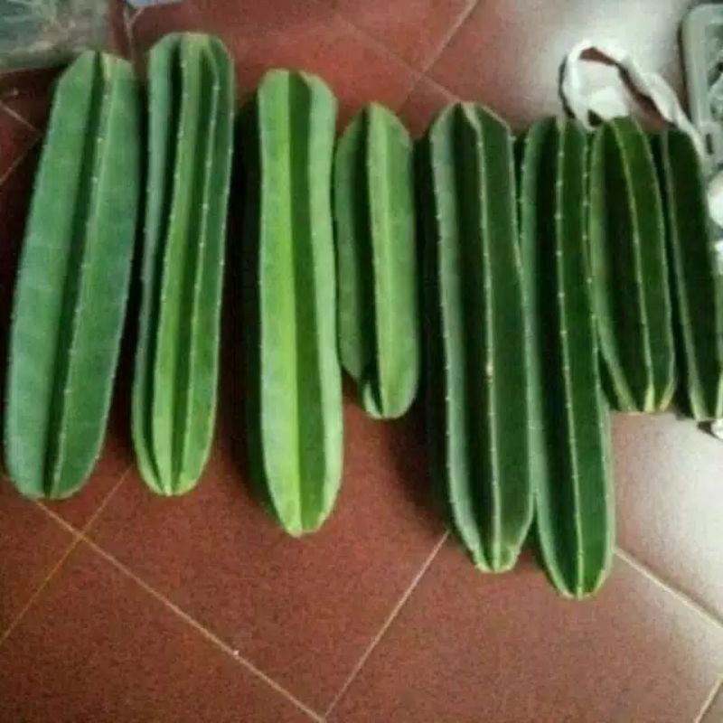 katus koboi tidak berduri,ukuran 20cm-25cm