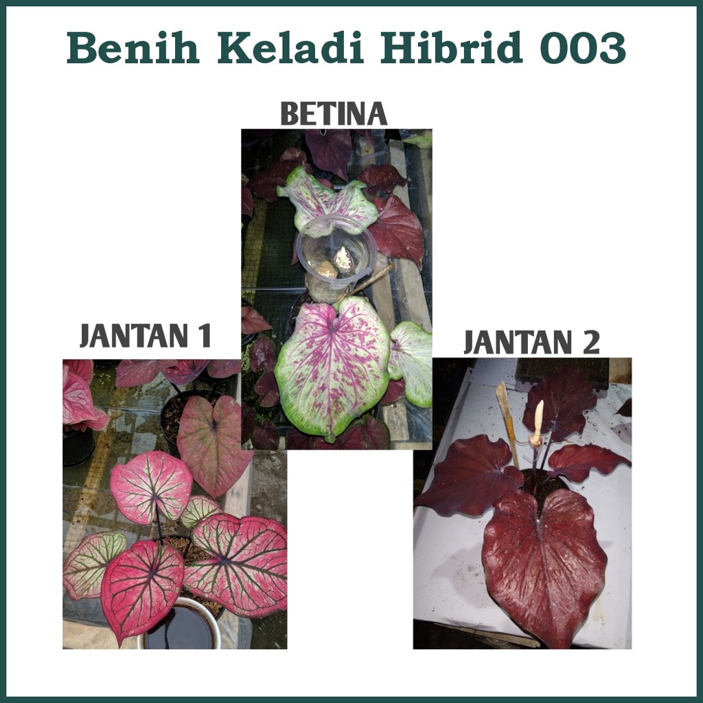 Benih Biji Bibit Keladi Hibrid 003 Keladi Hias