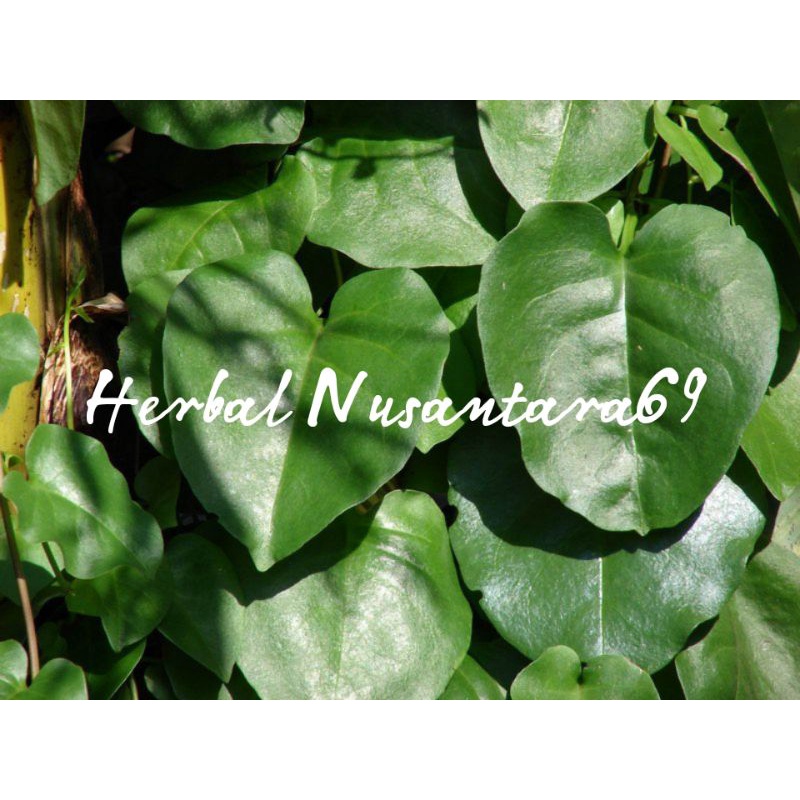 

Herbal Daun Binahong Segar netto 500gr-1kg Murah