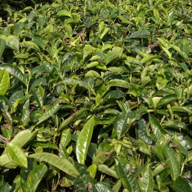 tiaainunfadhilah0032