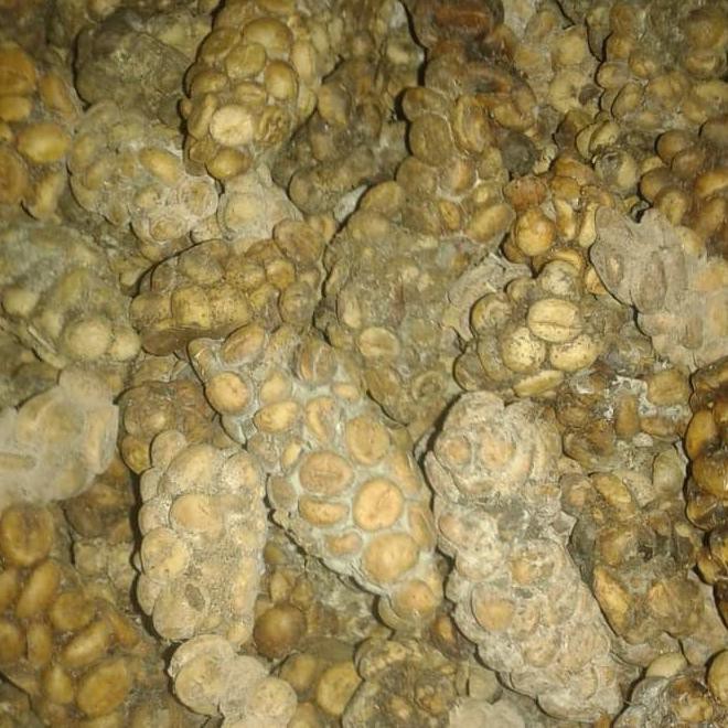 

Jizy Kopi Gayo Luwak Liar Arabica 200 Gr Grade 1 (Biji/Bubuk) - Biji Vxix