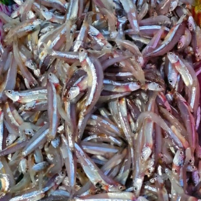 

Ikan Teri Basah 500gr