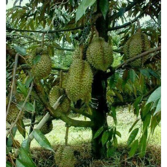 ASLI BIBIT DURIAN MONTONG SUPER SUPER