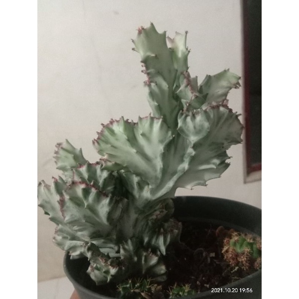 kaktus kristata besar/kaktus pasaman/kaktus murah/kaktus ownroot