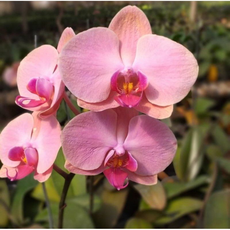 Pohon Anggrek Bulan Bunga Pink Dewasa Pohon Bunga Anggrek Bulan Pink