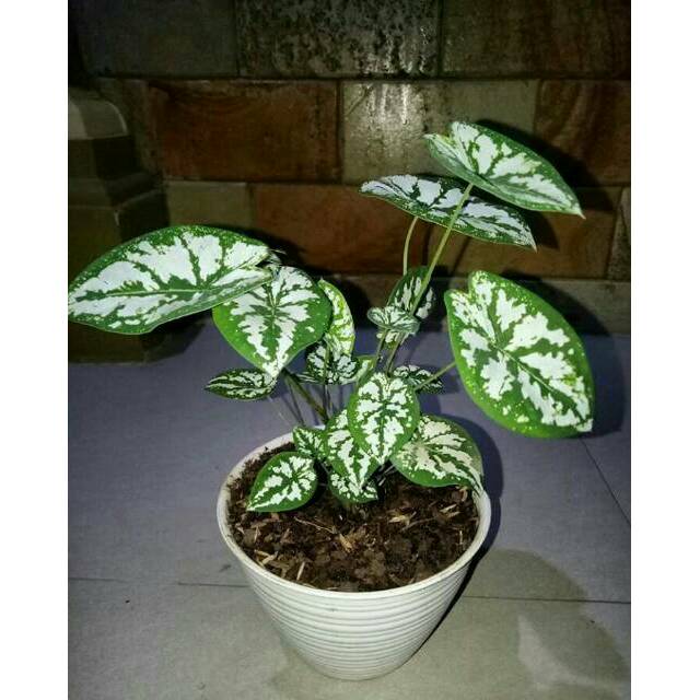 Tanaman hias keladi mini - Tanaman Calladium - Keladi hias - Keladi mutiara