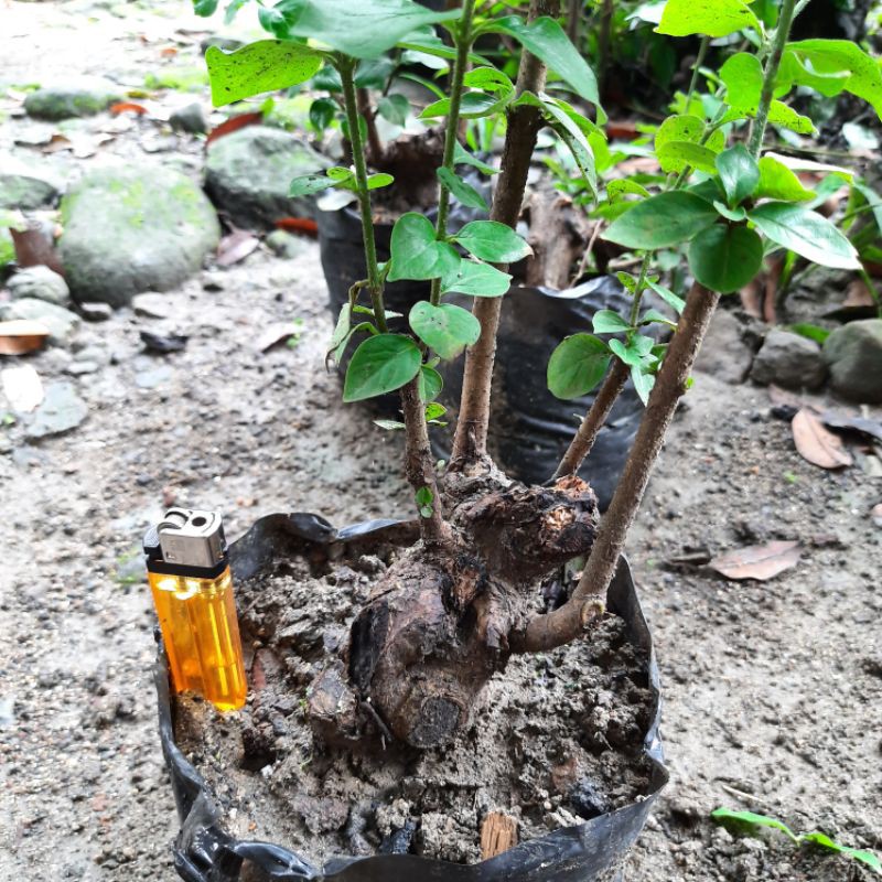 bahan bonsai gulgum gulo gumantung.