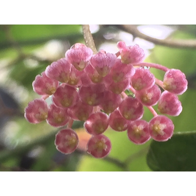 Hoya sulawesi/no id