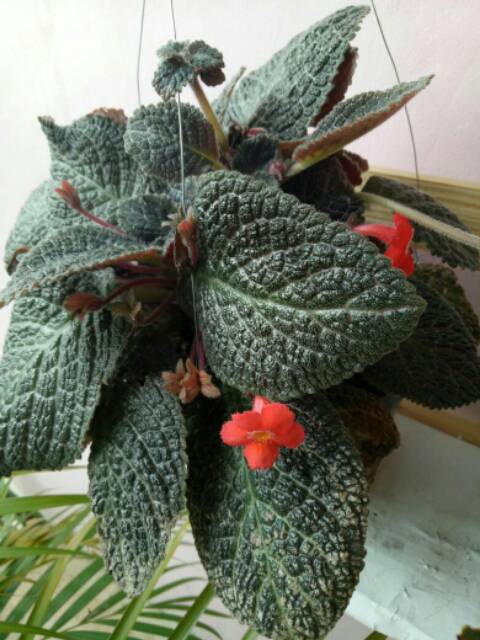 Tanaman bunga Episcia