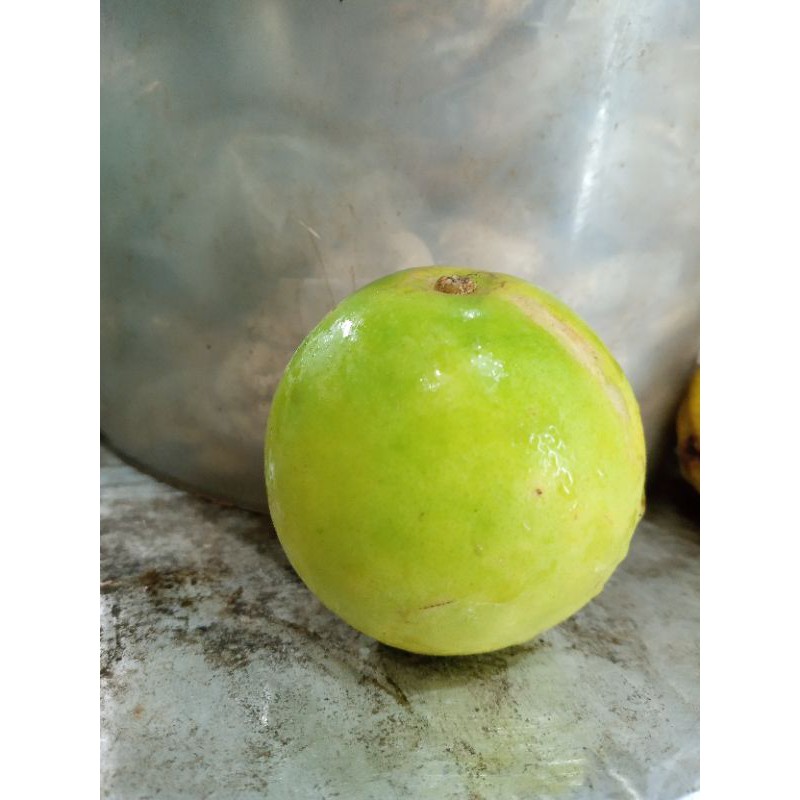 

Jeruk Hantu per Biji