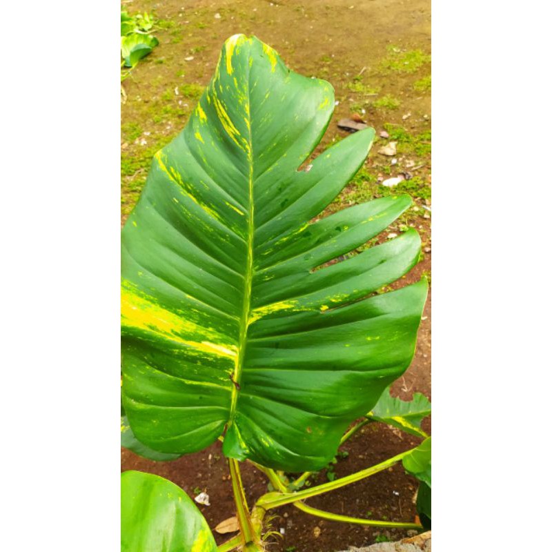 Super jumbo Srigading