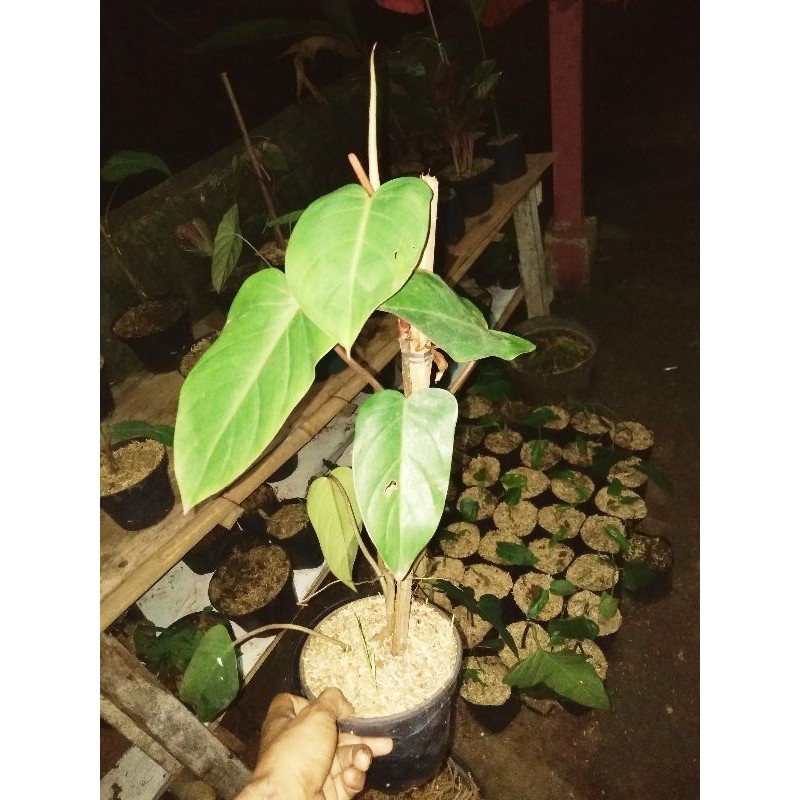 

philodendroon hati