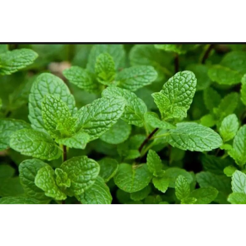 bibit daun mint daun herbar alami