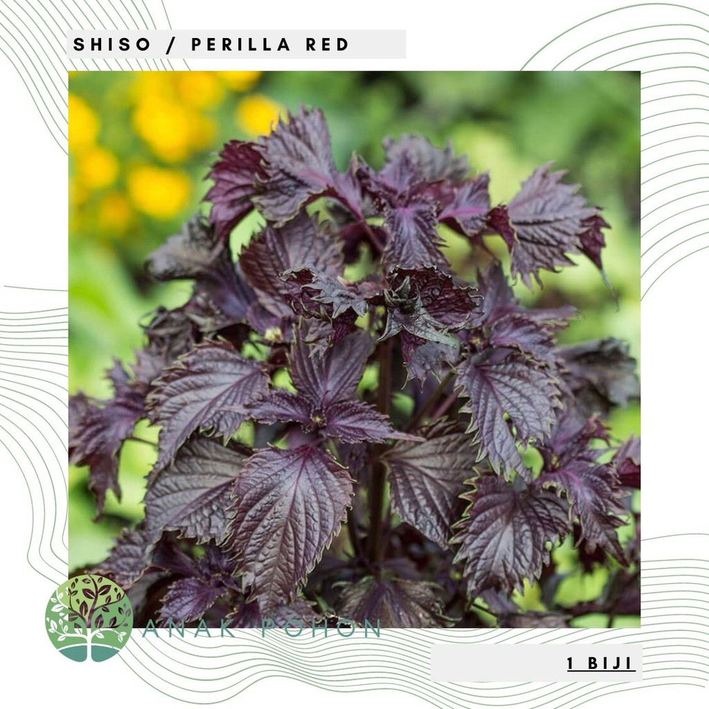 Benih Bibit Biji - Shiso / Perilla Red Salad Leaves Seeds - IMPORT