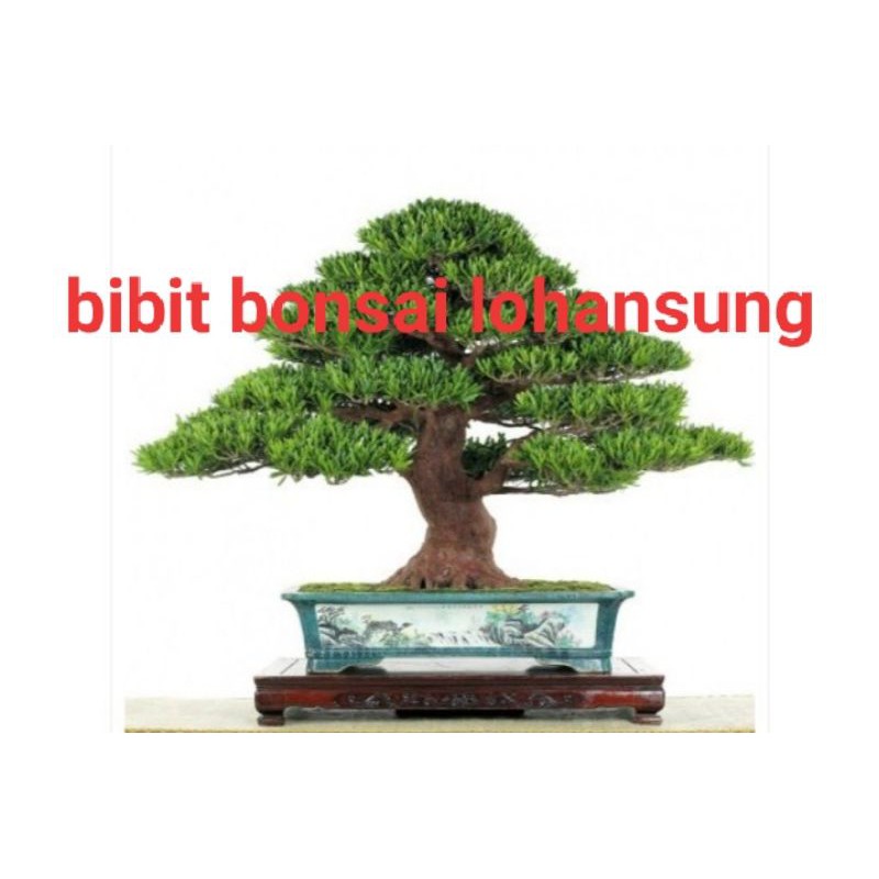 bibit bonsai lohansung mawar dari biji