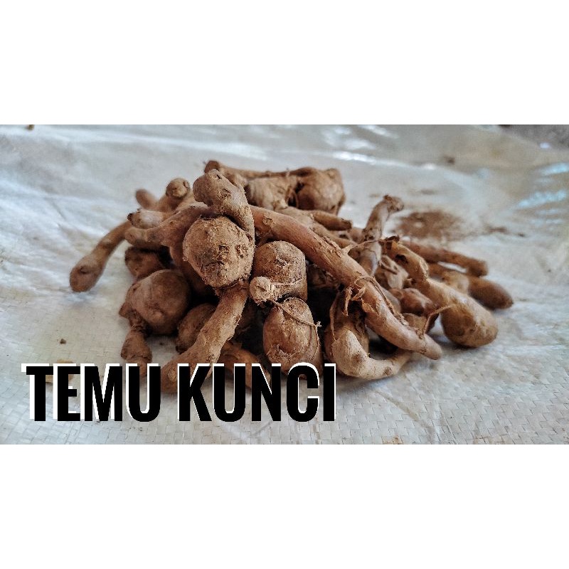 

Temu Kunci Sayur 1 kg
