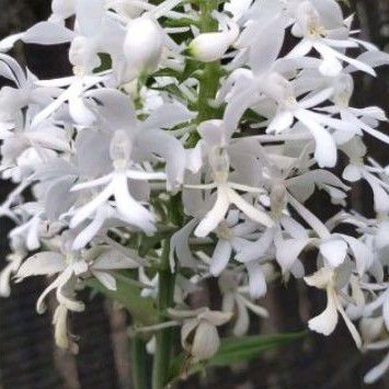 Anggrek tanah calanthe triplicata / calanthe putih anggrek spesies hutan