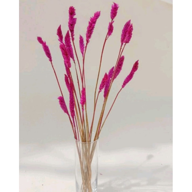 Bunga Kering Palaris Jawa Pink