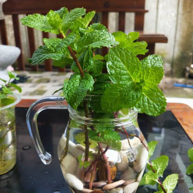 

BIBIT DAUN MINT (WISATA FLORA)