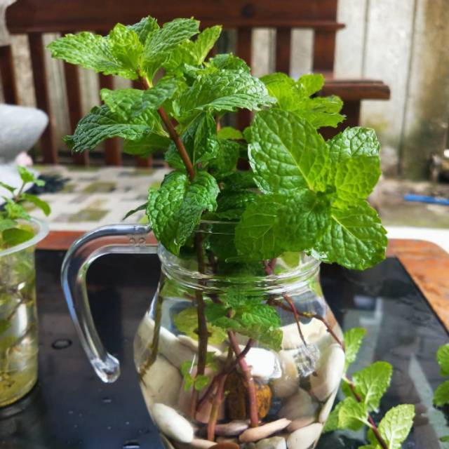 BIBIT DAUN MINT SIAP TANAM (beli 5 bonus 1)