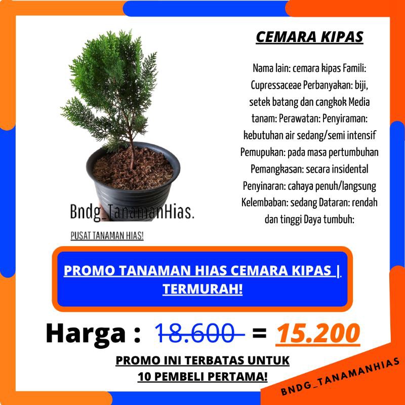 PROMO TANAMAN HIAS CEMARA KIPAS | TERMURAH! | COD