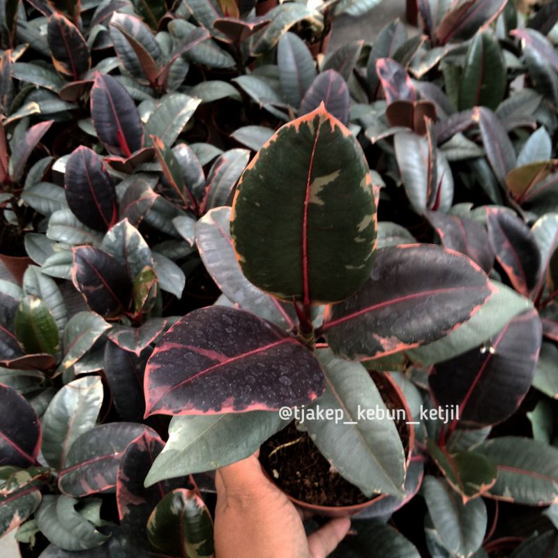 Ficus Elastica Red Rubi IMPORT karet kebo merah