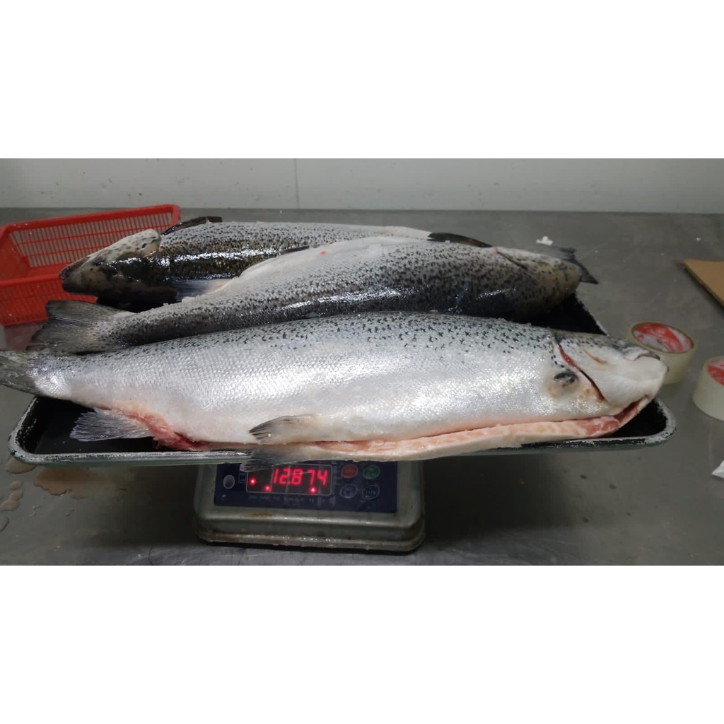 IKAN SALMON UTUH FROZEN NORWEGIAN PER EKOR