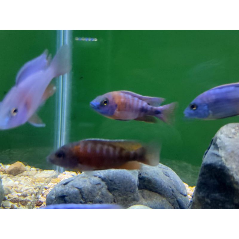 Paket Ikan Cichild African 10ekor