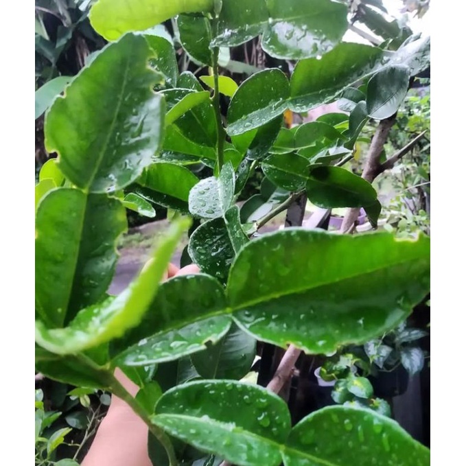 

DAUN JEEUK RAGI SEGAR