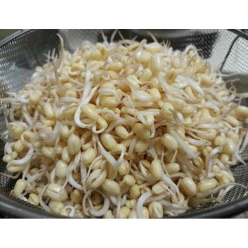 

TOGE RAWON / TOGE KECIL / TOGE KECAMBAH / TOGE BABY 250GRAM
