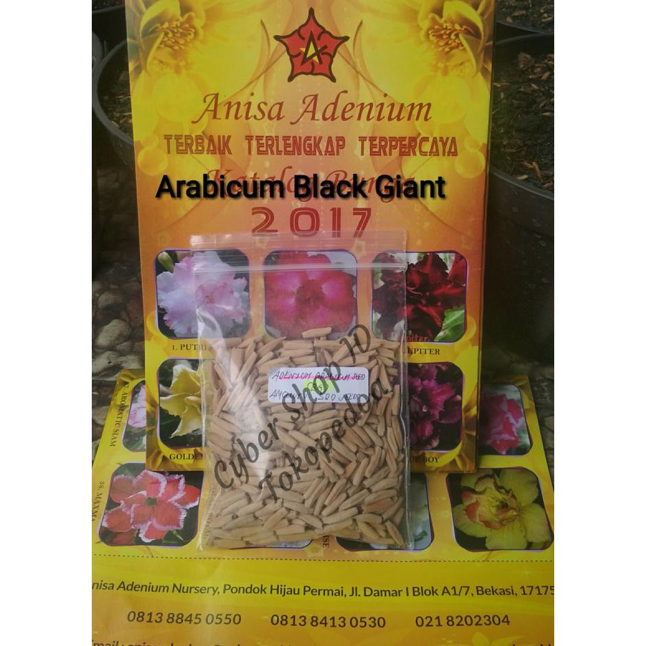 Harga Promo Seed / Biji / Benih Tanaman Hias Adenium Arabicum Black Giant Import
