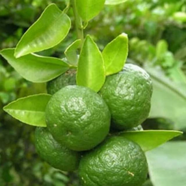 Pohon jeruk limau - bibit pohon jeruk limau - pohon jeruk