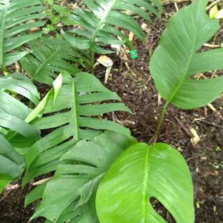 Tanaman hias philodendron monstera  Epipremnum pinatum ekor  