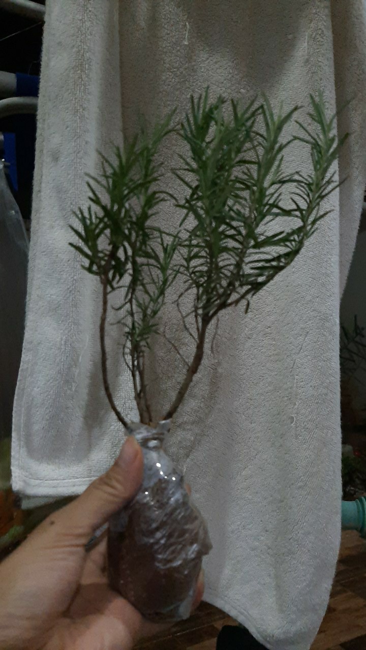 Tanaman Rosemary ( Dapat Di Kosumsi )