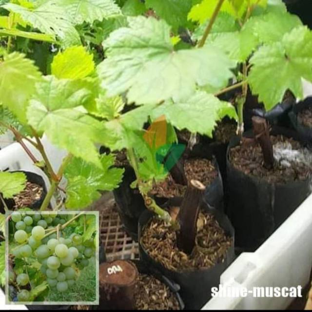 Bibit anggur import varietas SHINE MUSCAT