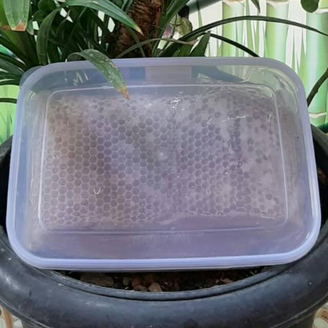 

PROMO 500 Gram Sarang Madu Asli Murni Melifera madu asli murah jakarta