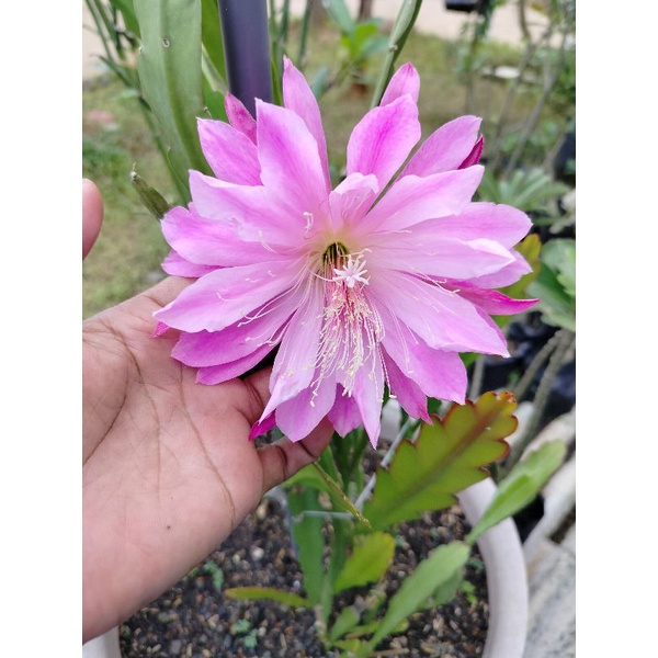 Bunga Wijaya Kusuma California dream